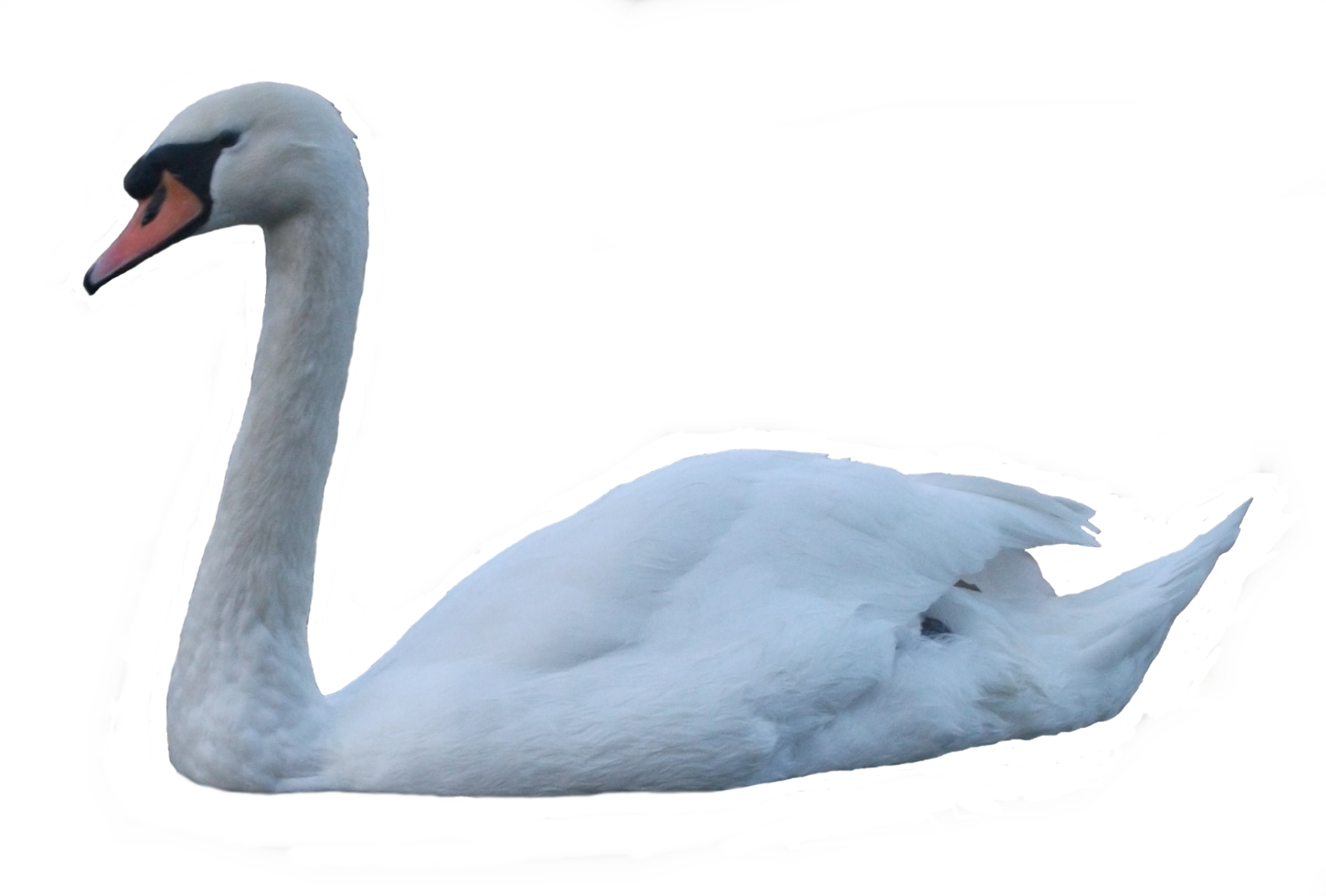 Swan Png Pic PNG Image