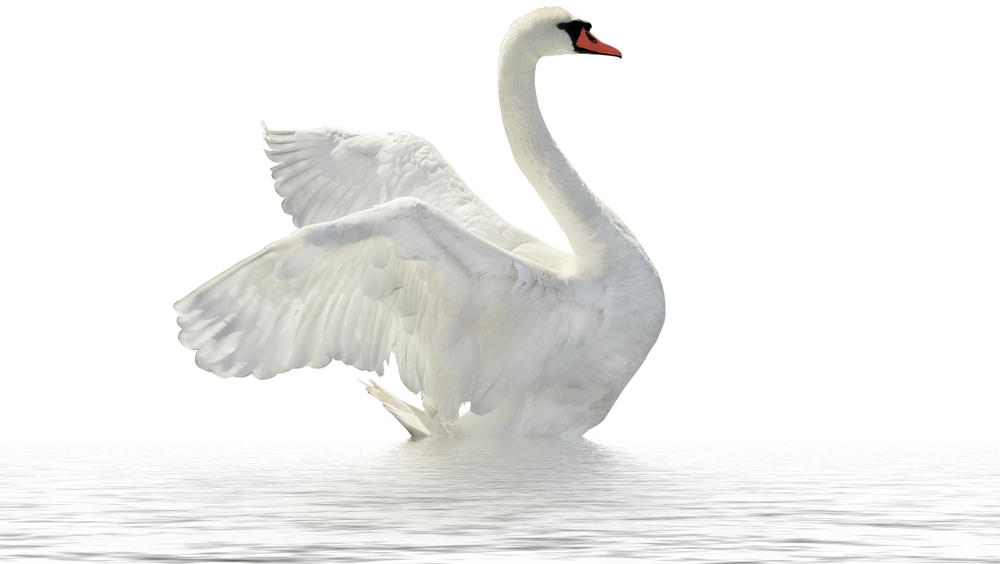 Swan Free Download Png PNG Image