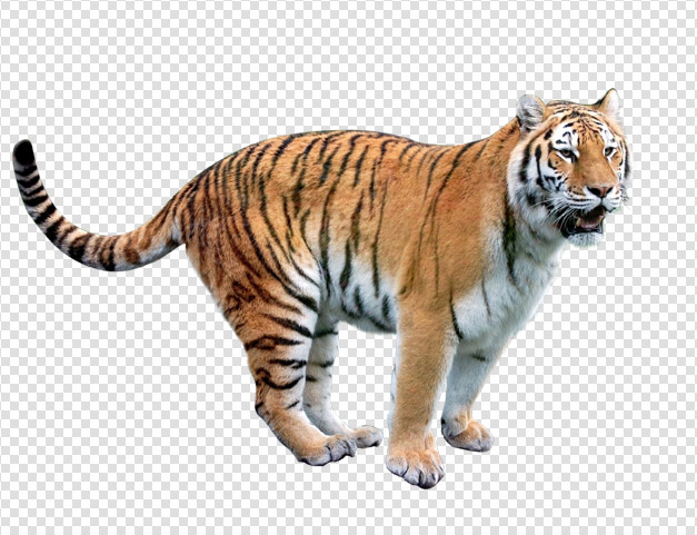 Tiger Png Pic PNG Image