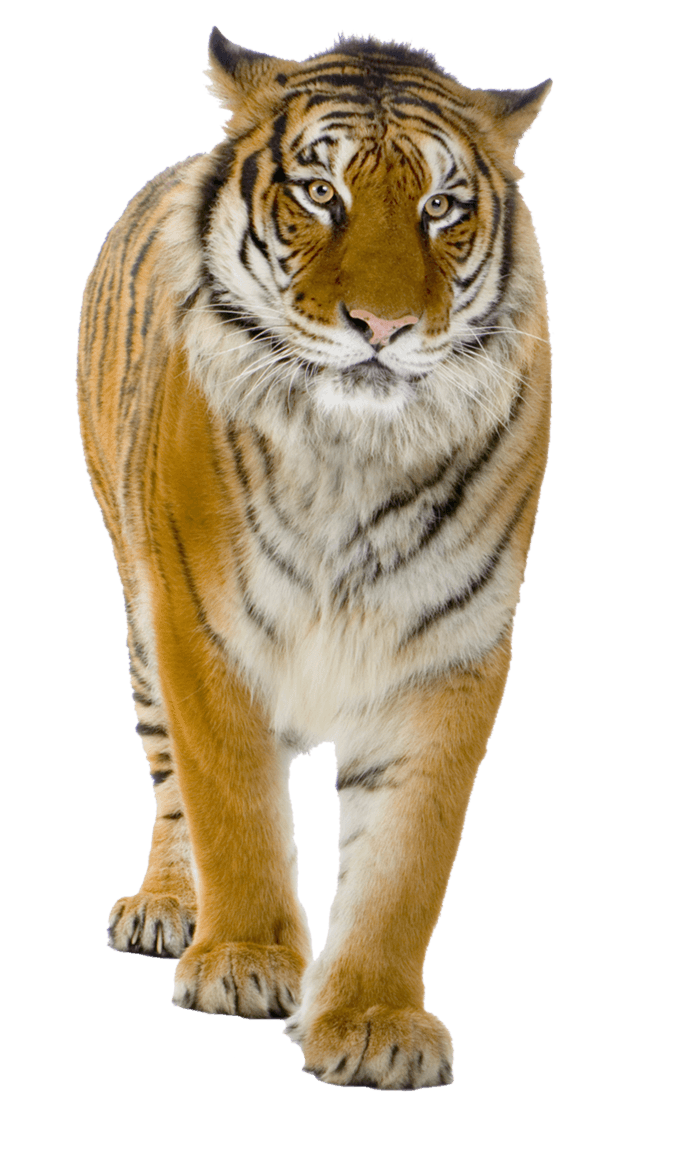 Tiger Png Image Download Tigers PNG Image