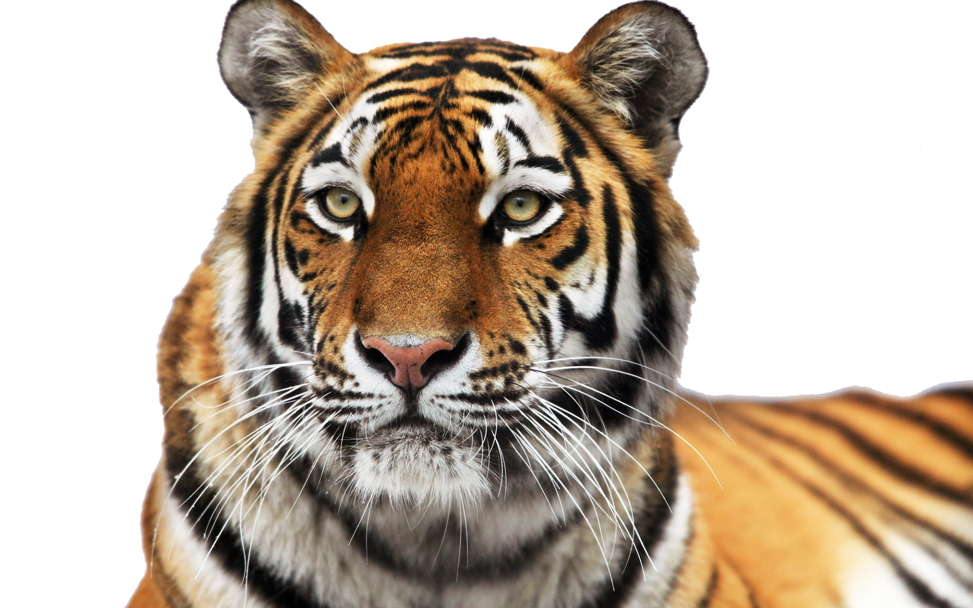 Tiger Face Clipart PNG Image