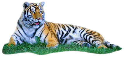Tiger Png PNG Image