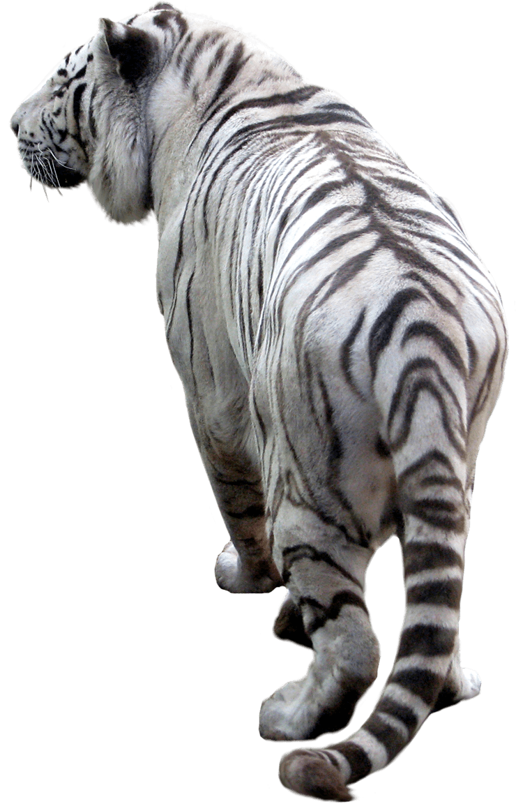 Tiger Png Image Download Tigers PNG Image