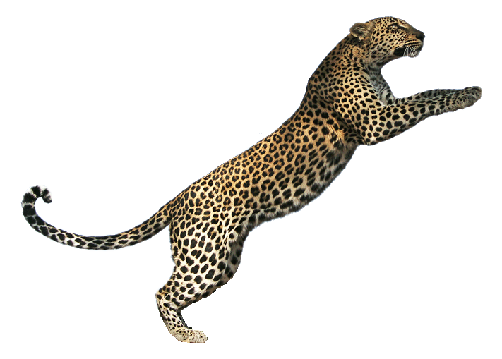 Jaguar Leopard Cat Tiger Lion Cheetah PNG Image