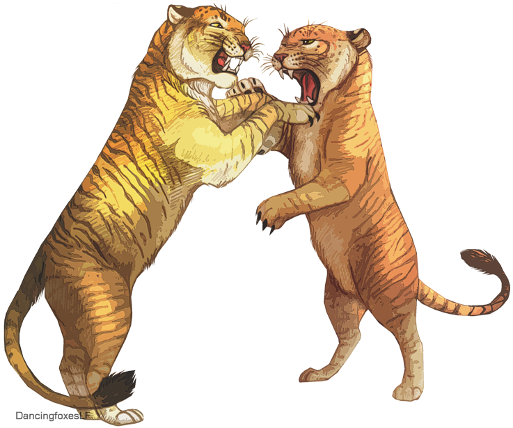 Tiger Liger Lion Drawing Tigon PNG Download Free PNG Image