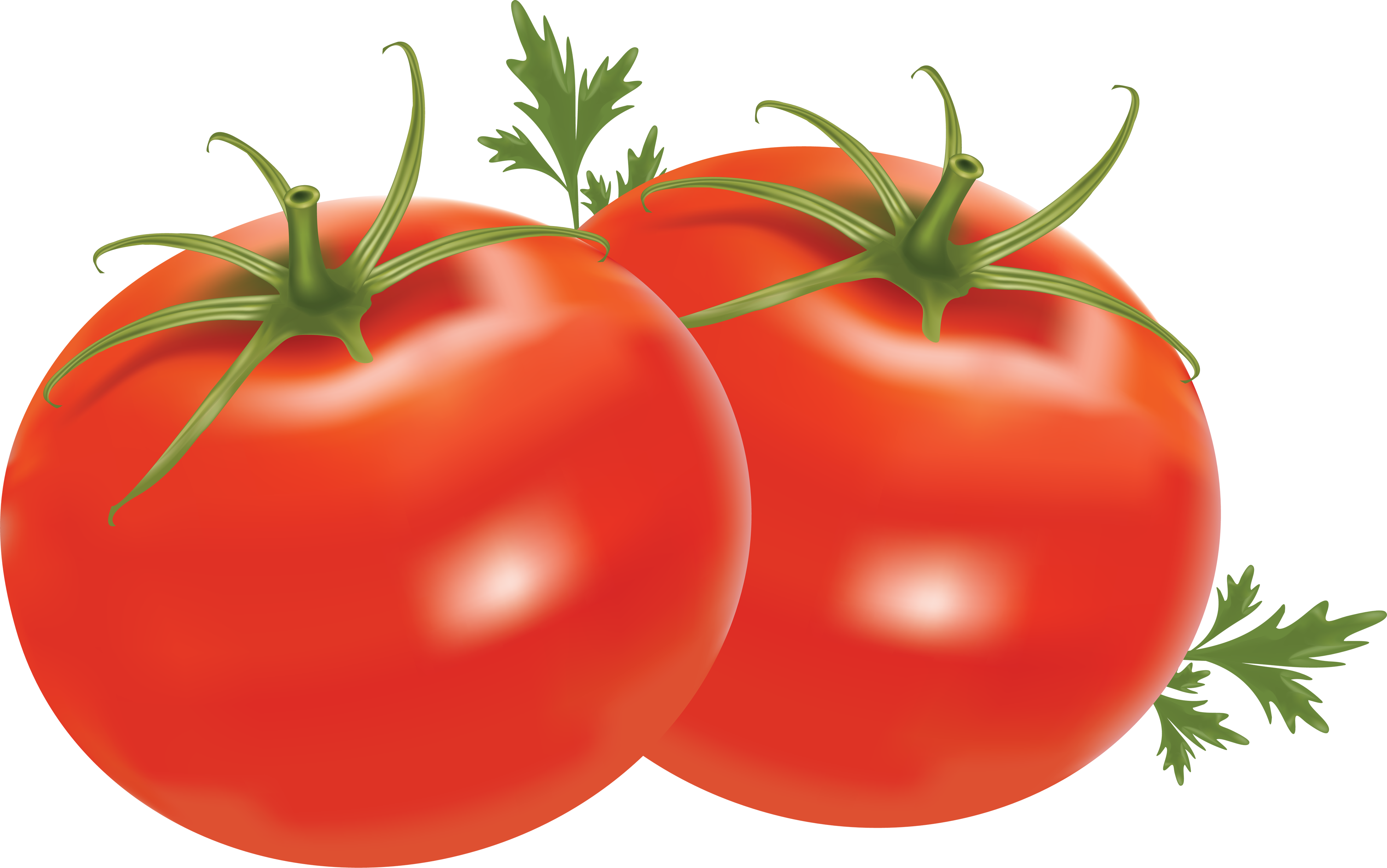 Fresh Organic Tomatoes Bunch PNG Image High Quality PNG Image