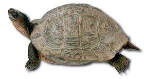 Tortoise Png Image PNG Image