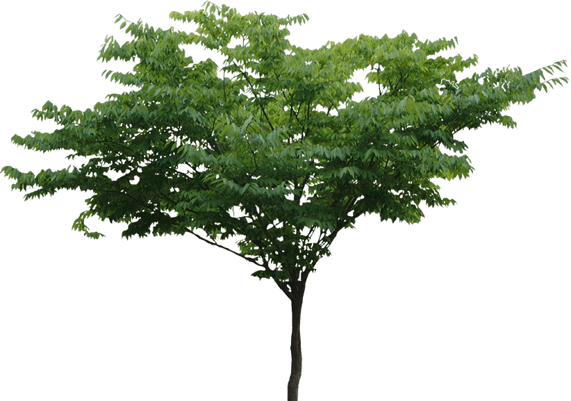 Tree Png File PNG Image