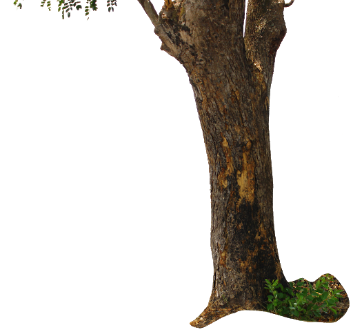 Picture Tree Trunk HQ Image Free PNG Image