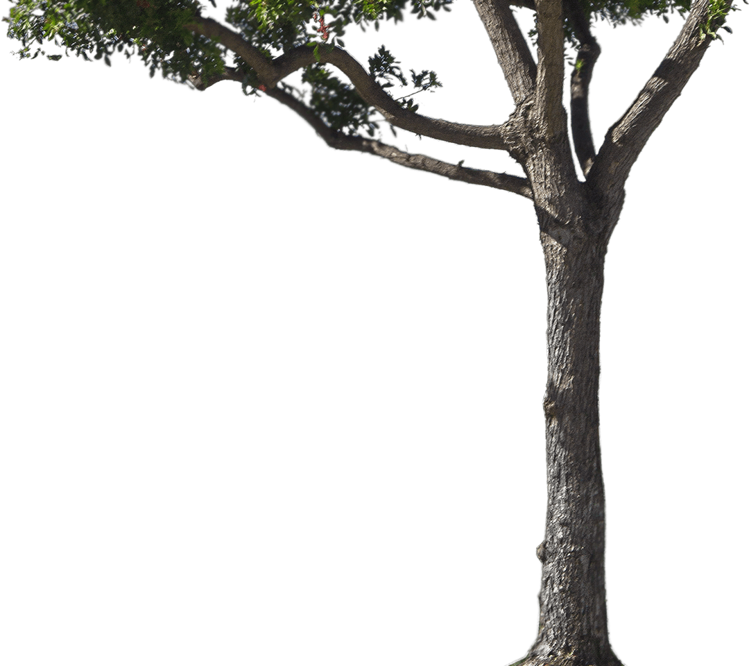 Tree Trunk Free Clipart HD PNG Image