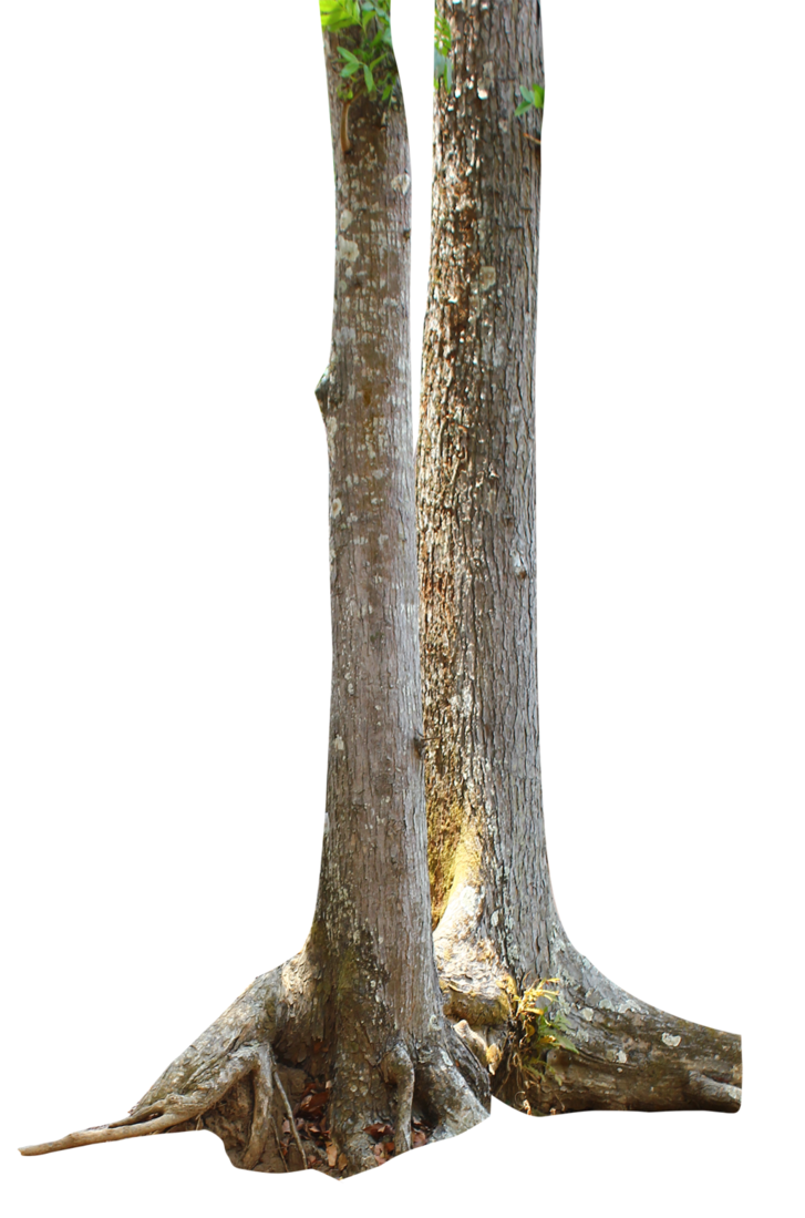 Tree Branch Trunk PNG Image High Quality PNG Image