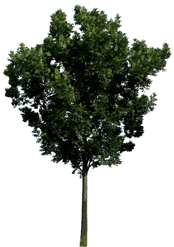 Tree Png Image Download Picture PNG Image