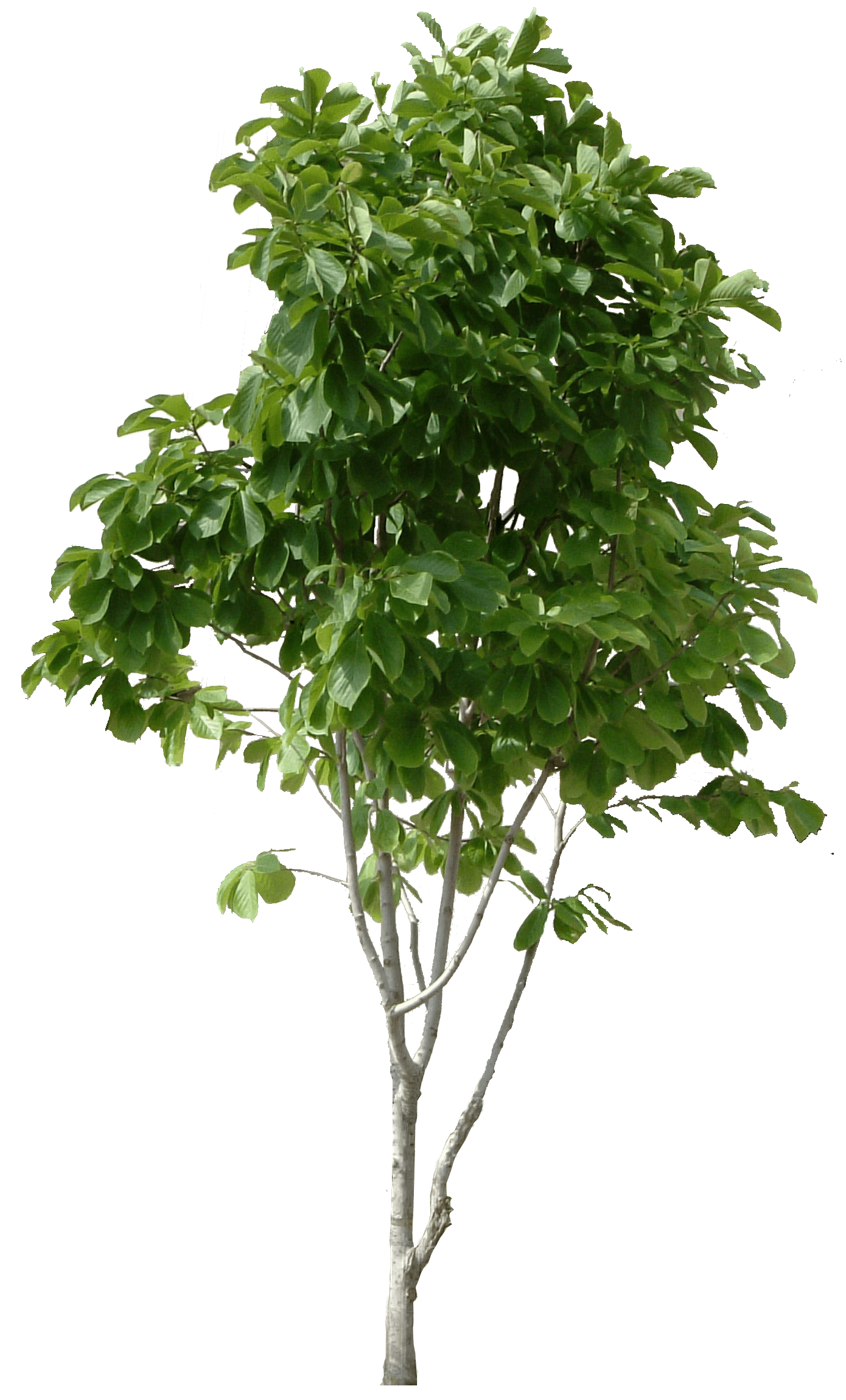 Tree Png Image Download Picture PNG Image