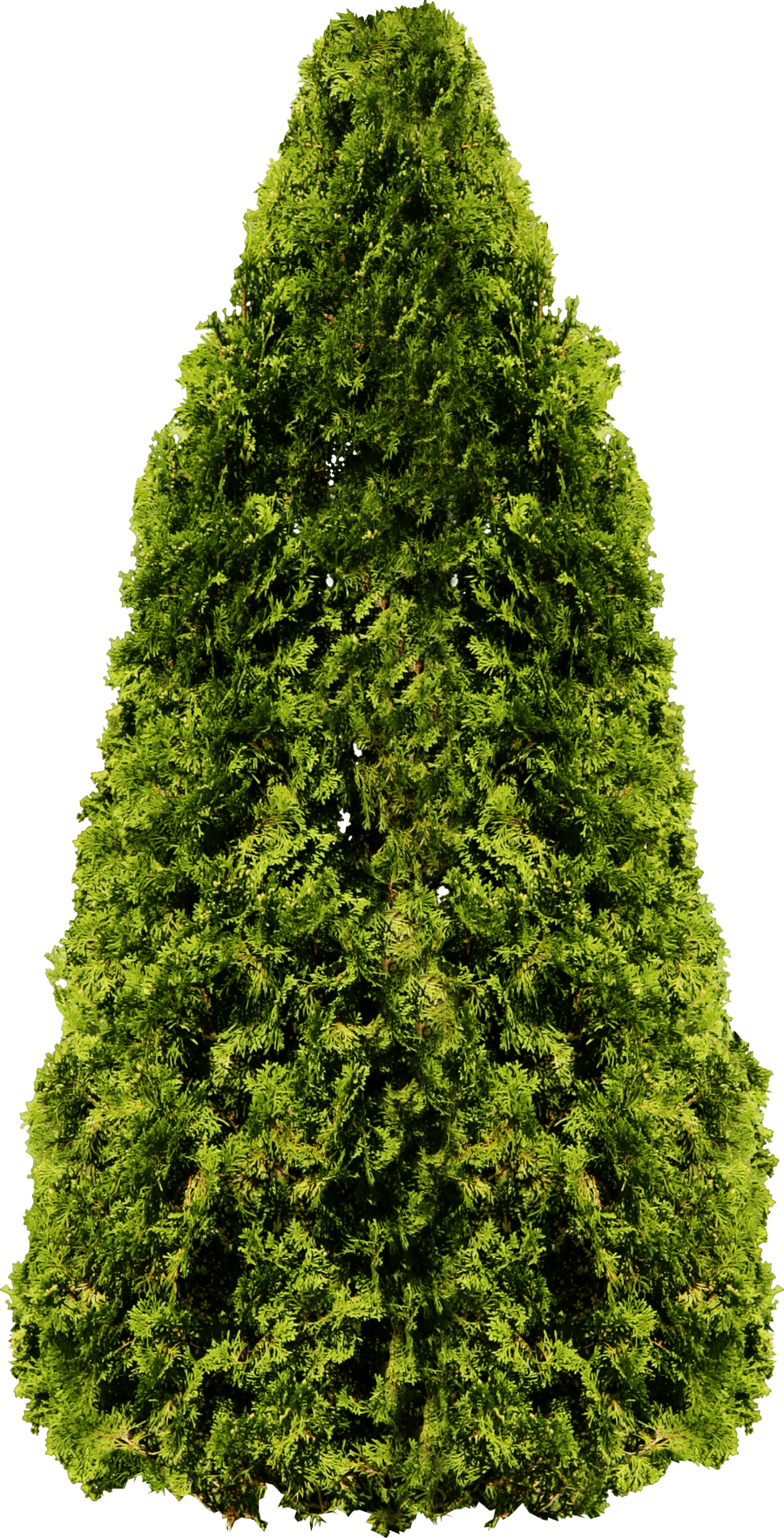 Tree Png Image Download Picture PNG Image