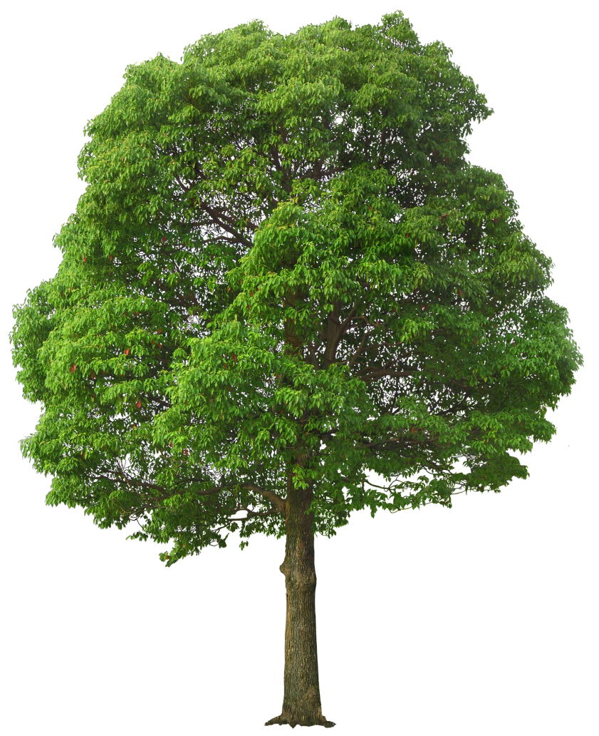 Green Tree PNG Image