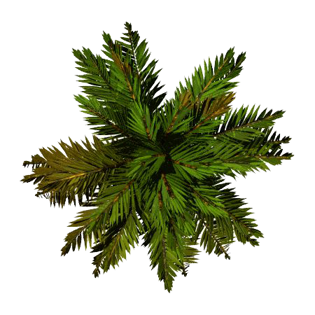 Download Tree Top File HQ PNG Image | FreePNGImg