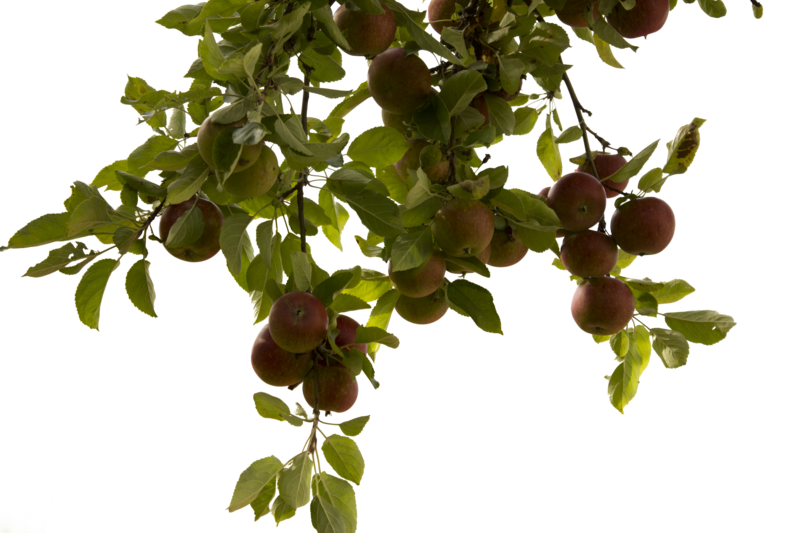 Tree Branch Photos PNG Image