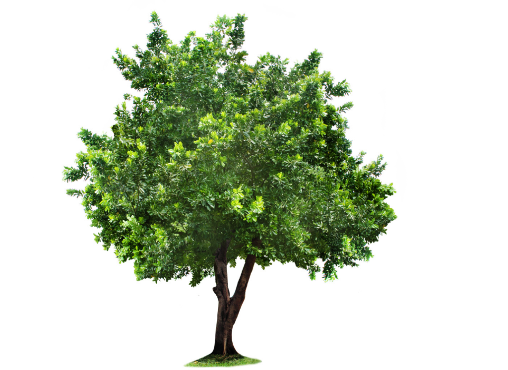 Tree Clipart PNG Image