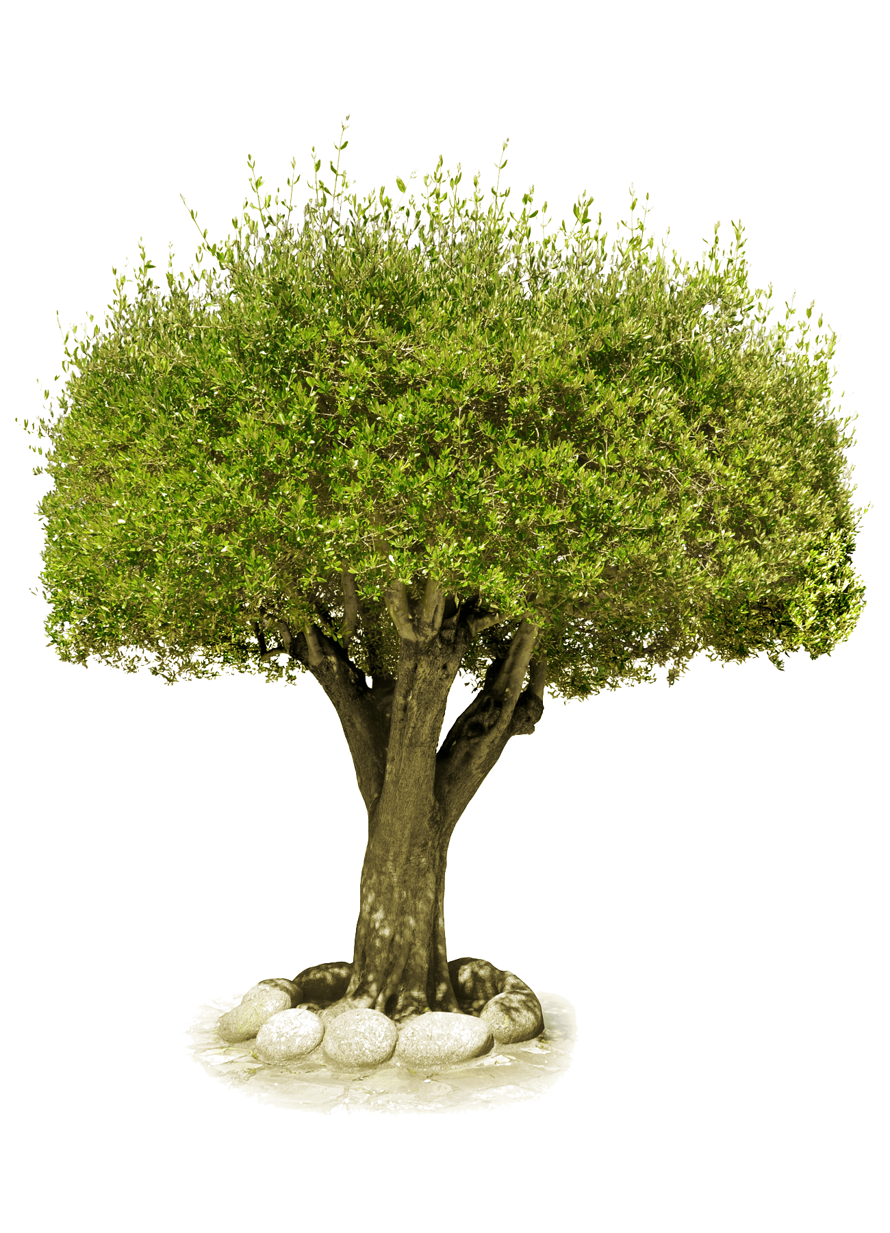 Tree Png Image Download Picture PNG Image