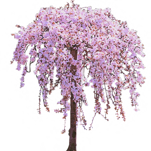 Cherry Tree Clipart PNG Image