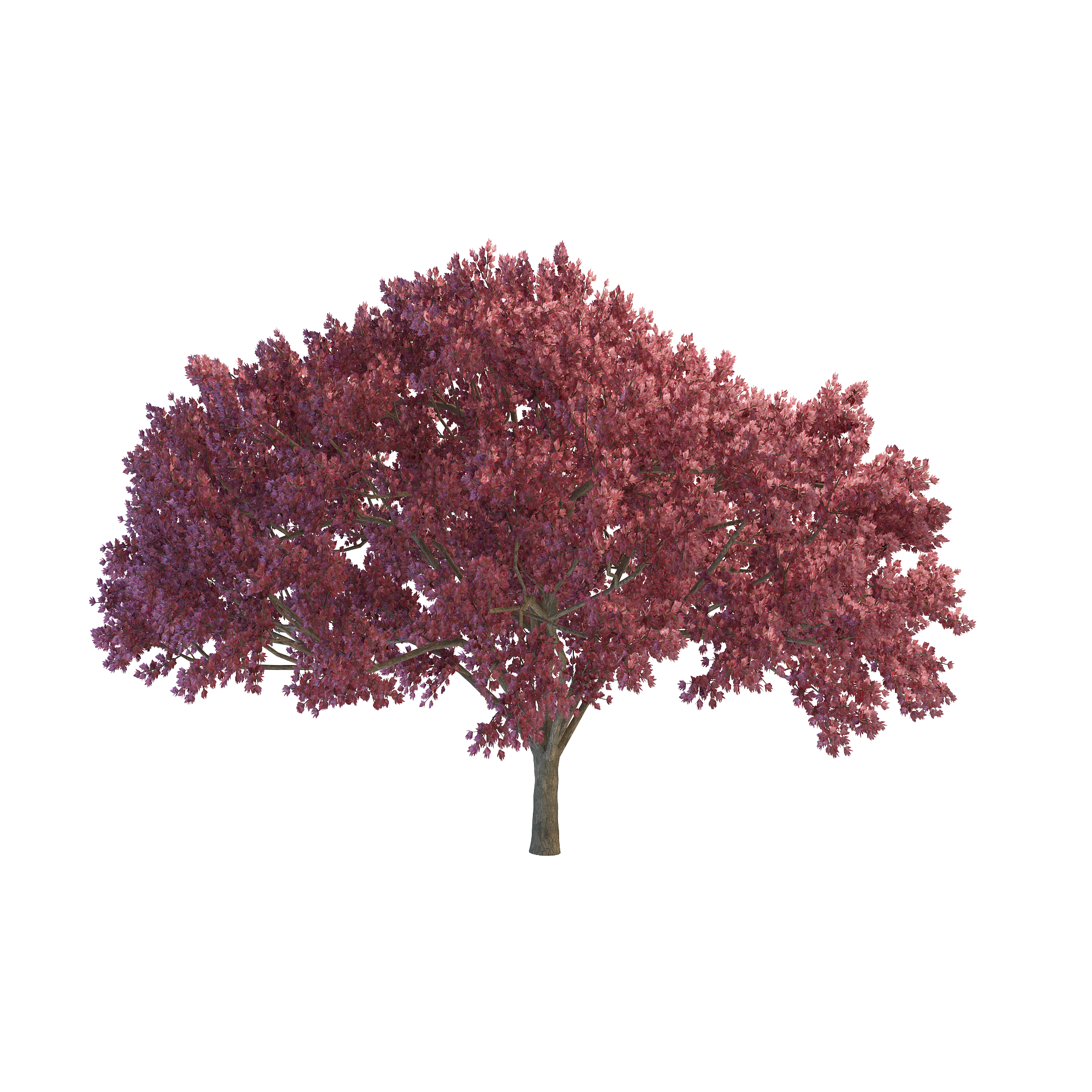 Cherry Tree File PNG Image