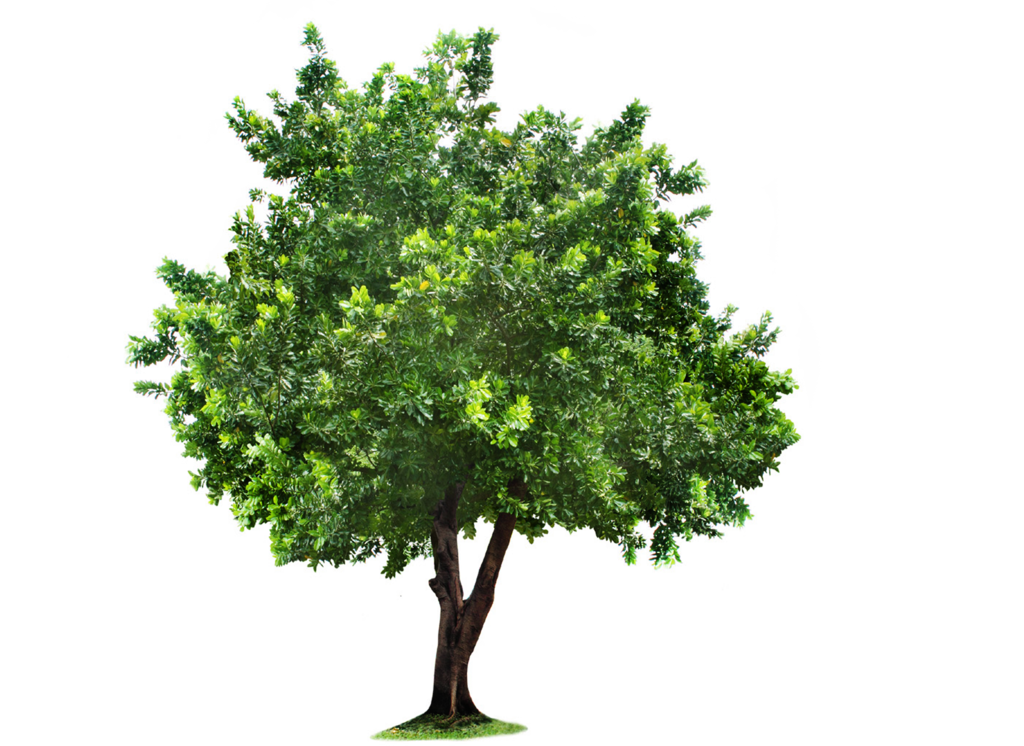 Tree Png Image PNG Image