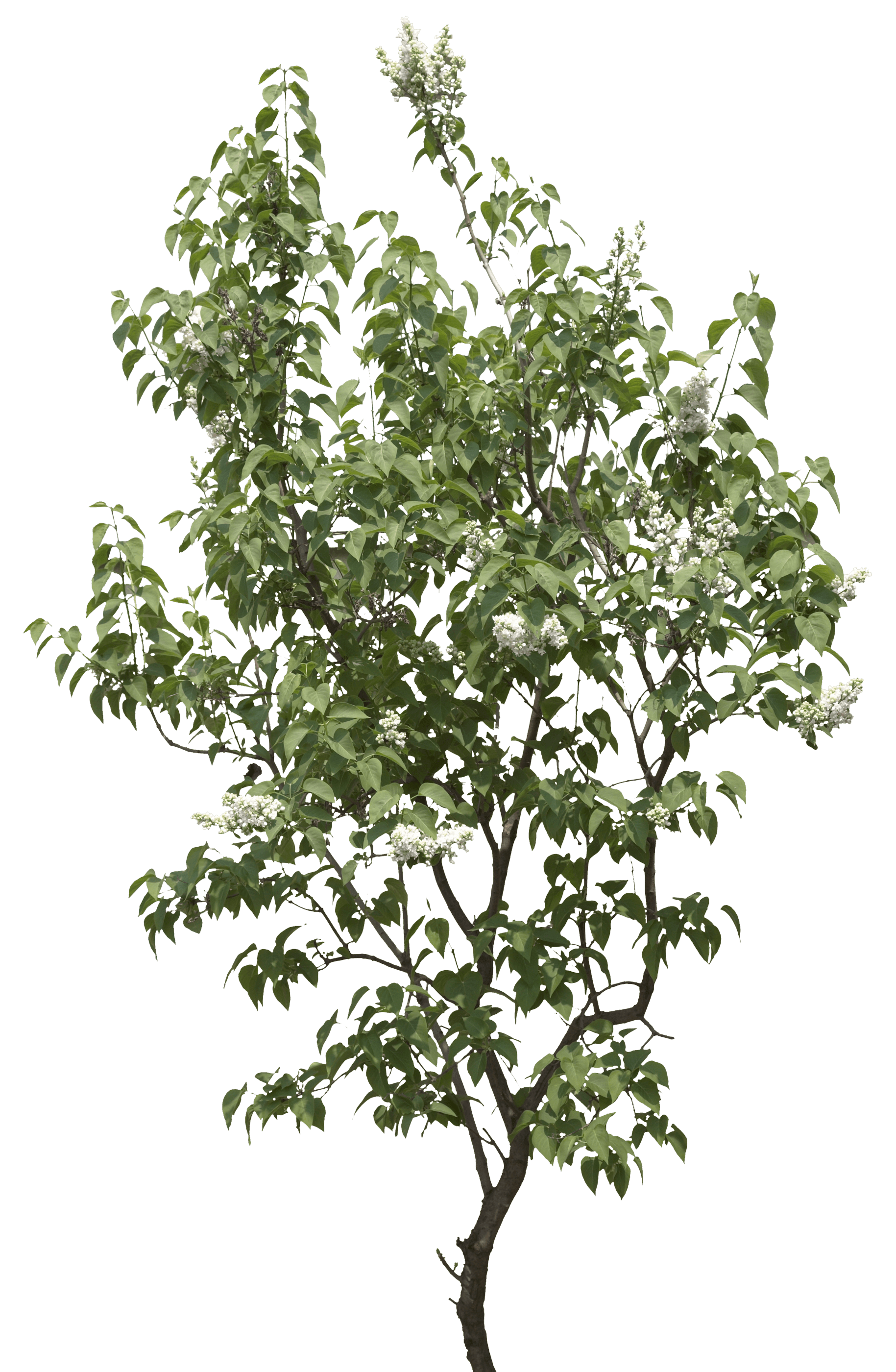 Tree Png Image PNG Image