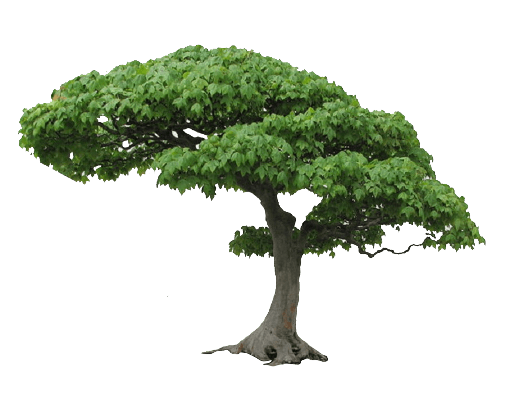 Download Tree Png Picture HQ PNG Image FreePNGImg