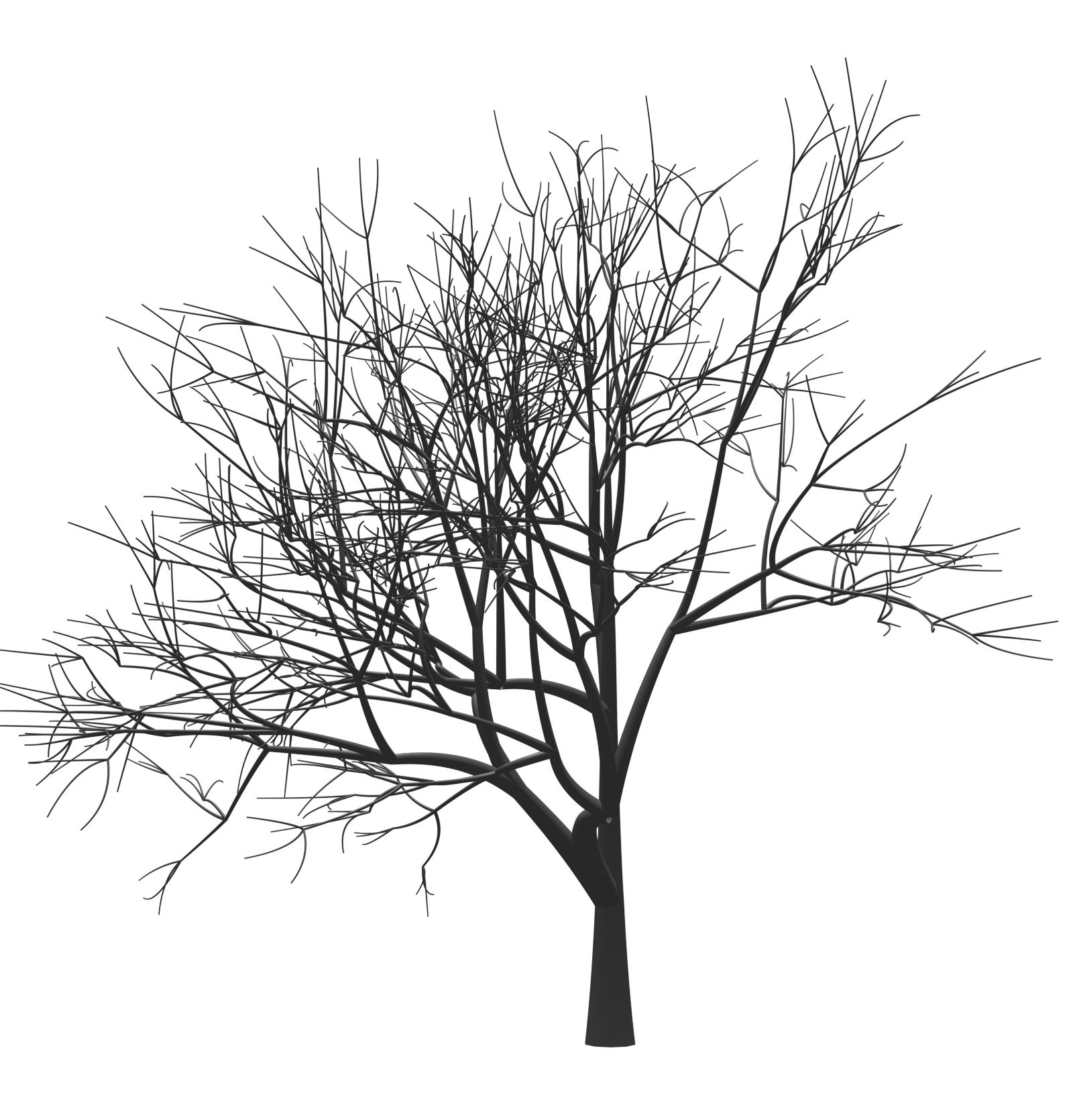 Plant Tree Mark Zuckerberg Monochrome Woody Twig PNG Image