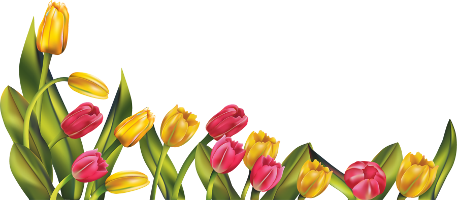 Tulip Picture PNG Image