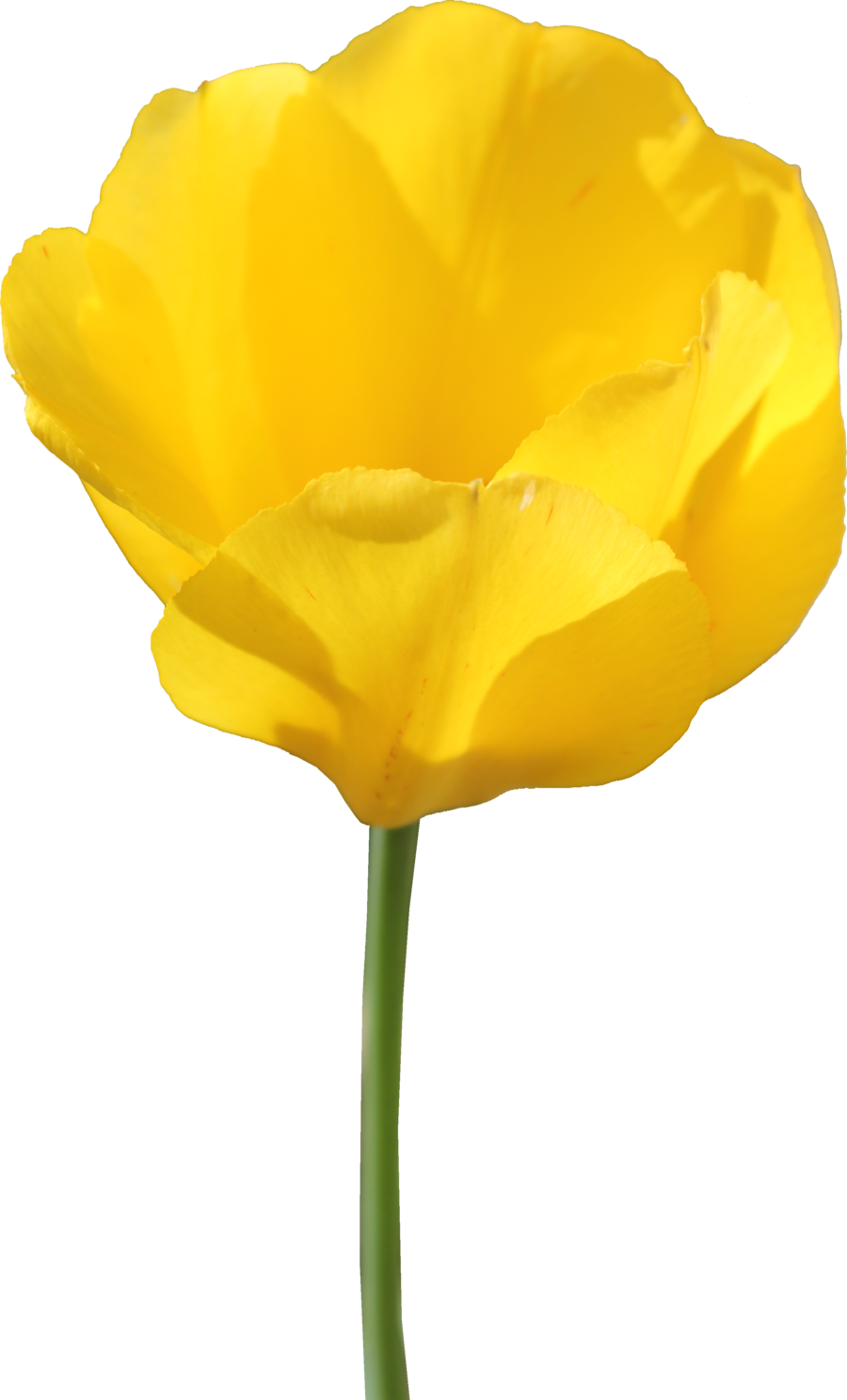 Tulip Transparent PNG Image