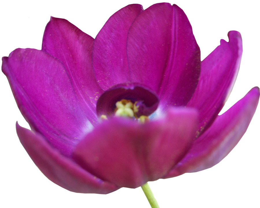 Tulip PNG Image