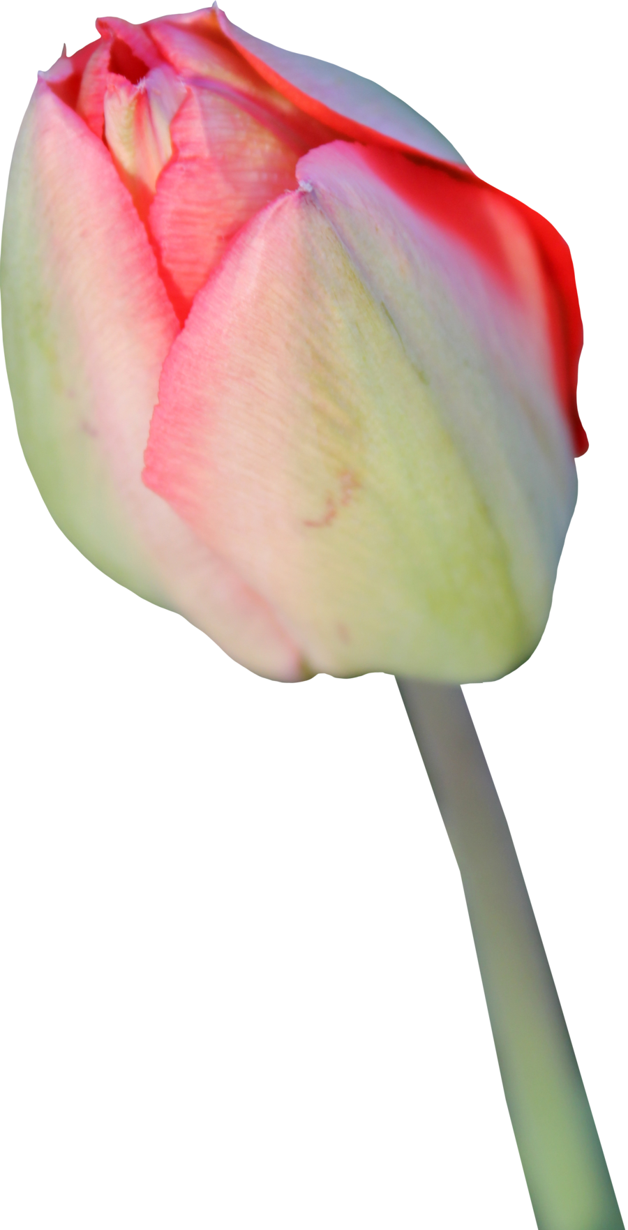 Tulip Transparent Background PNG Image