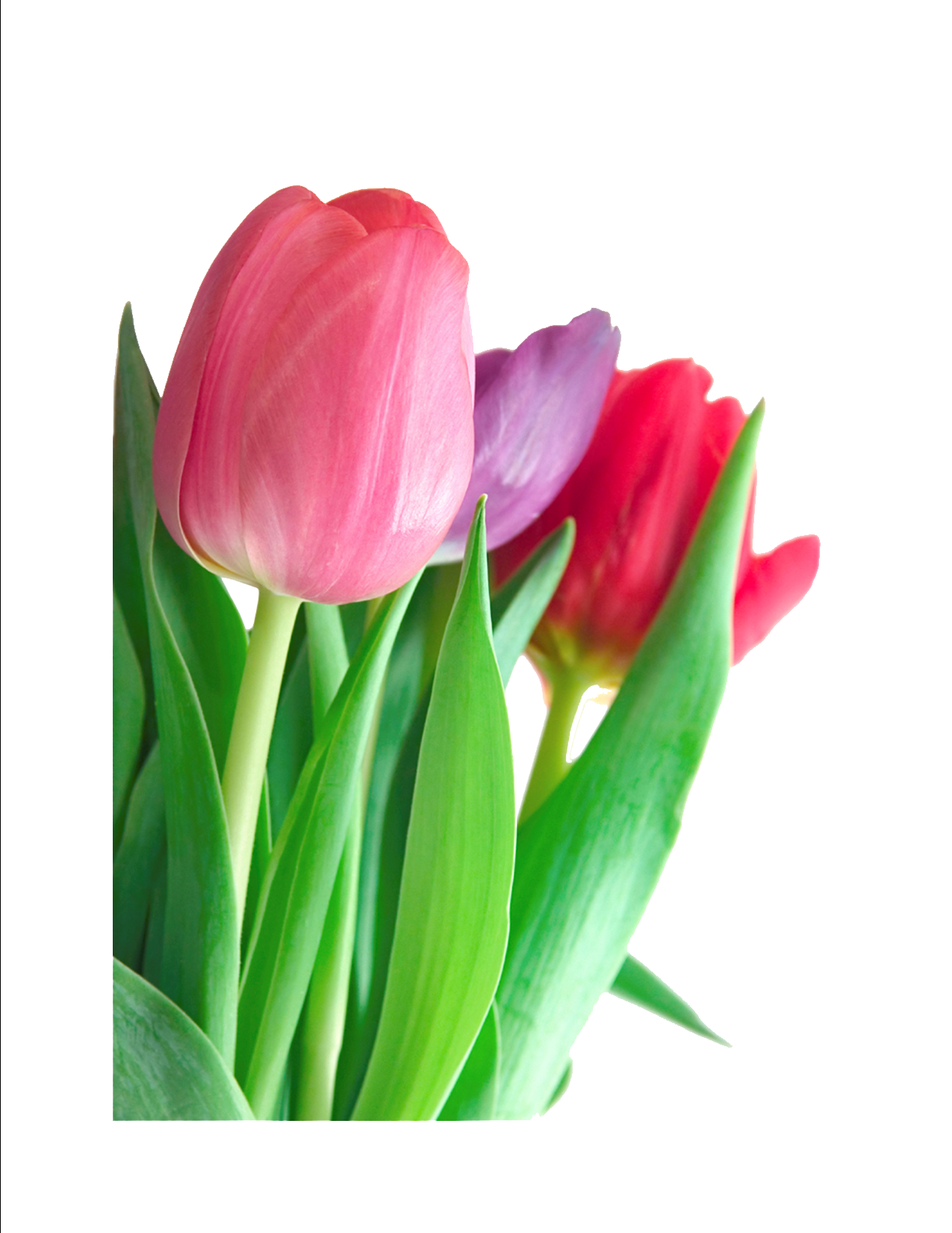 Tulip Clipart PNG Image