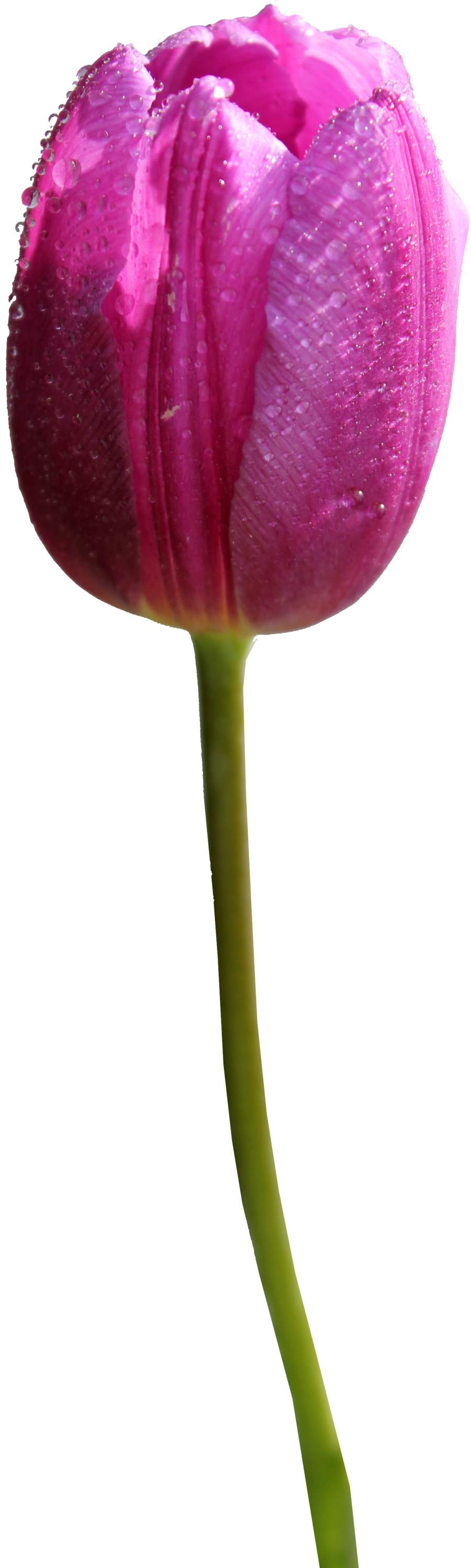 Tulip Png Hd PNG Image