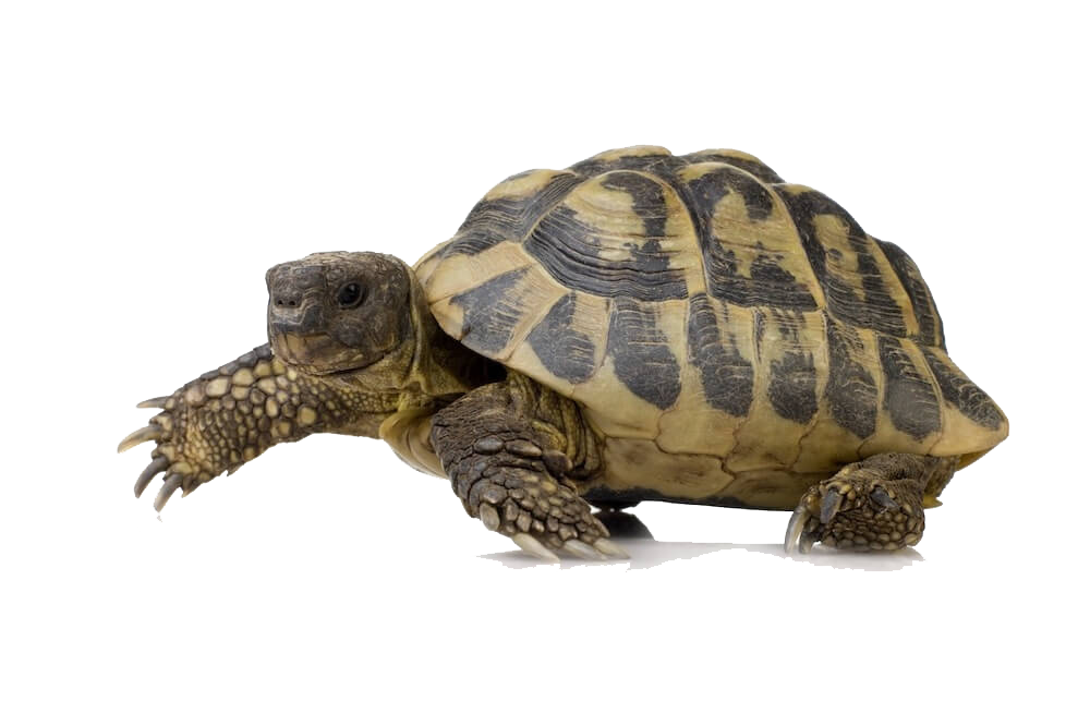 Box Turtle PNG Image