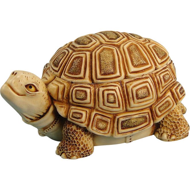 Box Turtle Transparent Background PNG Image