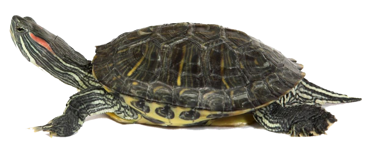 Box Turtle Transparent Image PNG Image
