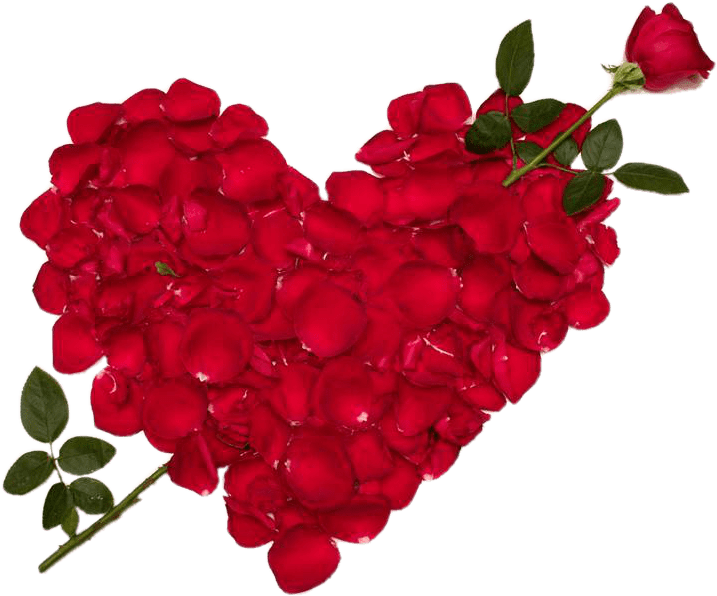 Rose Valentines Love Day Download Free Image PNG Image