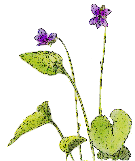 Violet Picture PNG Image