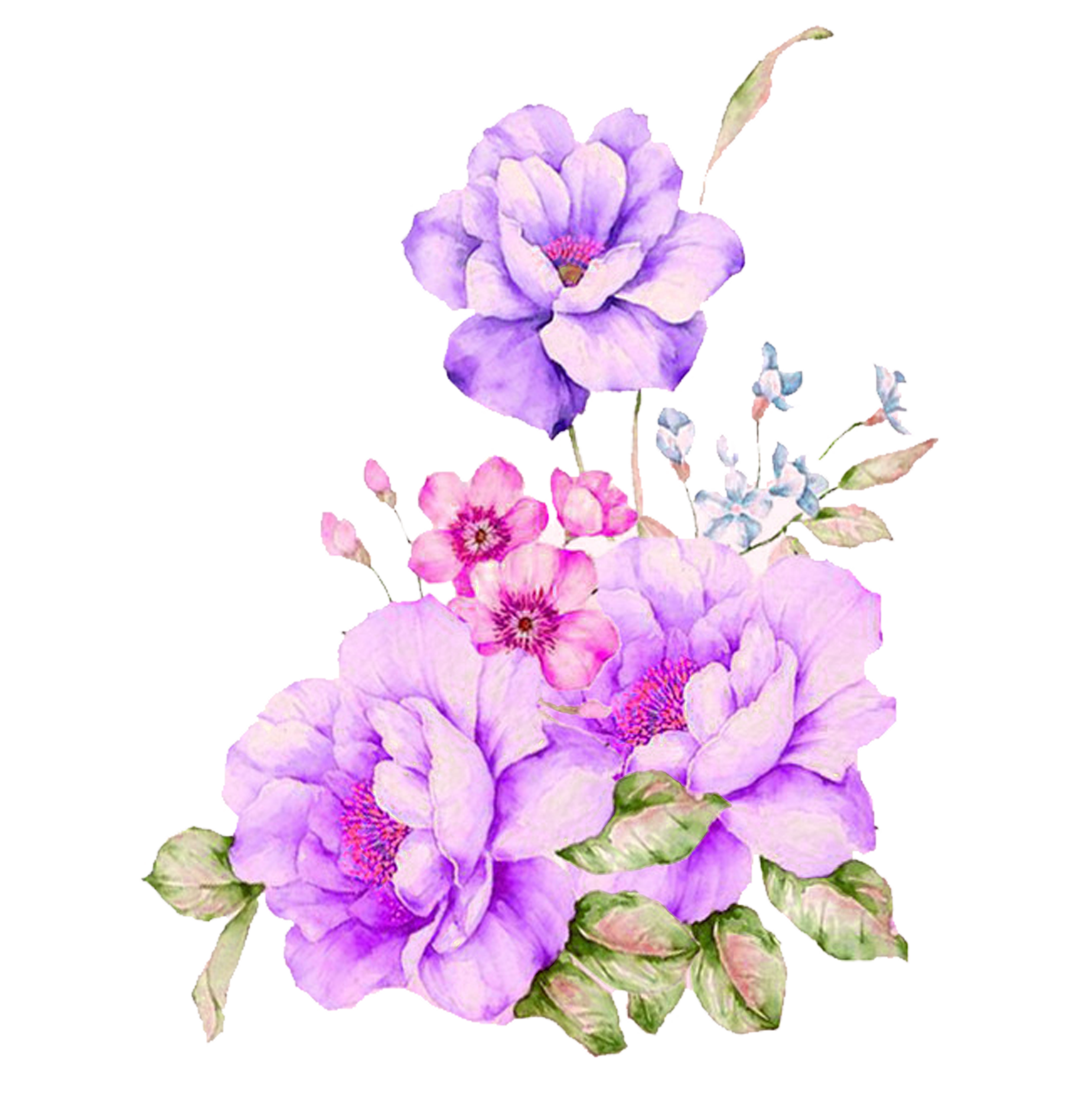 Plant Flower Watercolour Watercolor Flowers Painting PNG Image