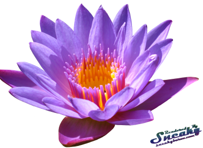 Water Lily Png PNG Image
