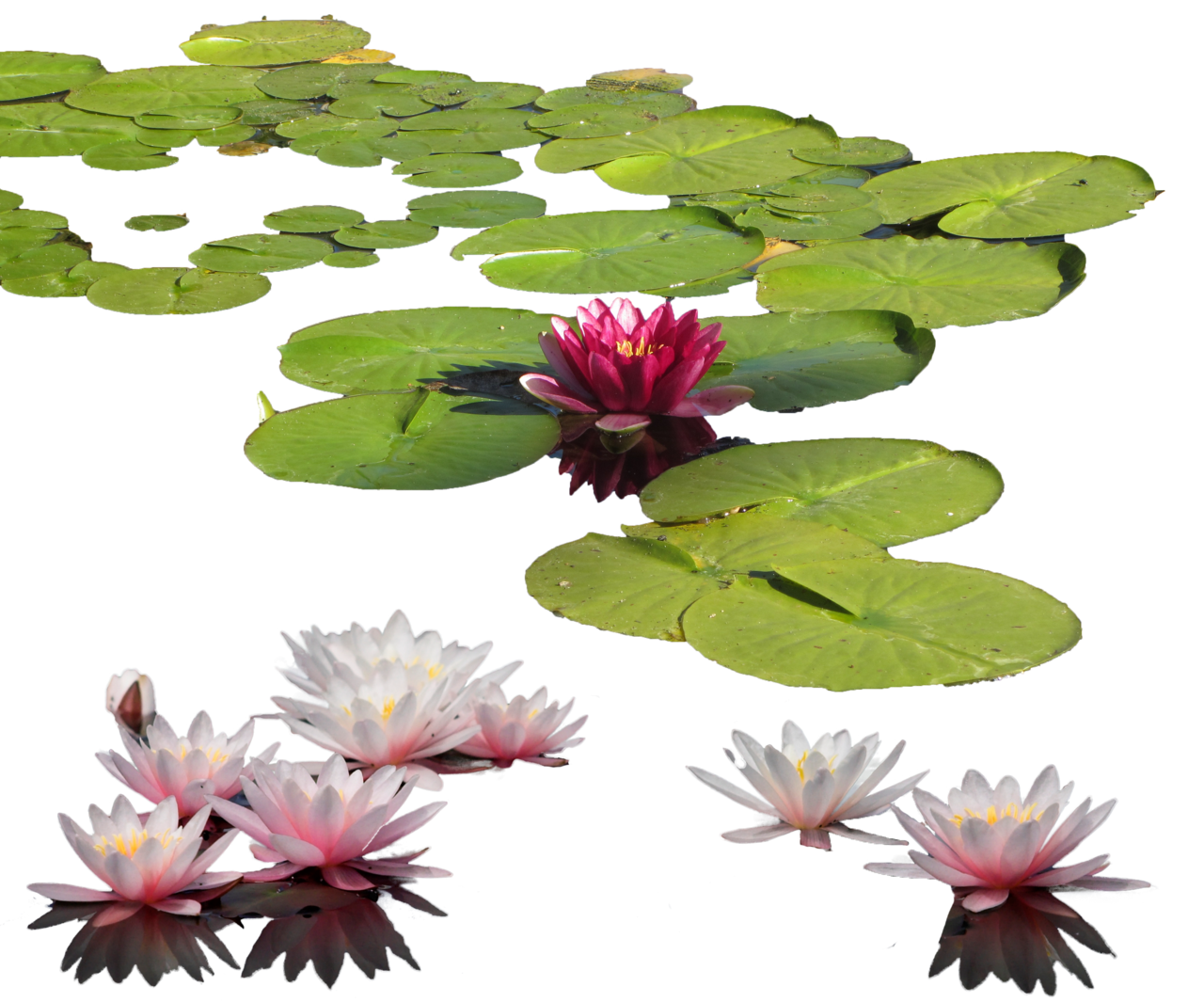 Water Lily Png Clipart PNG Image