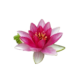 Water Lily Png File PNG Image