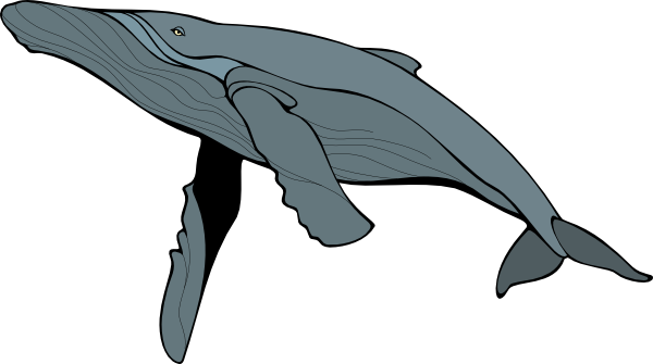 Blue Whale Free Download PNG Image