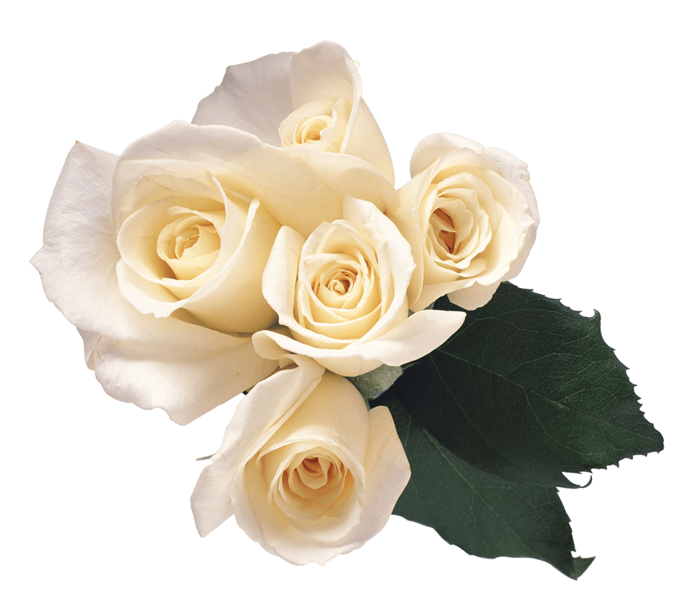 White Roses Png Image PNG Image