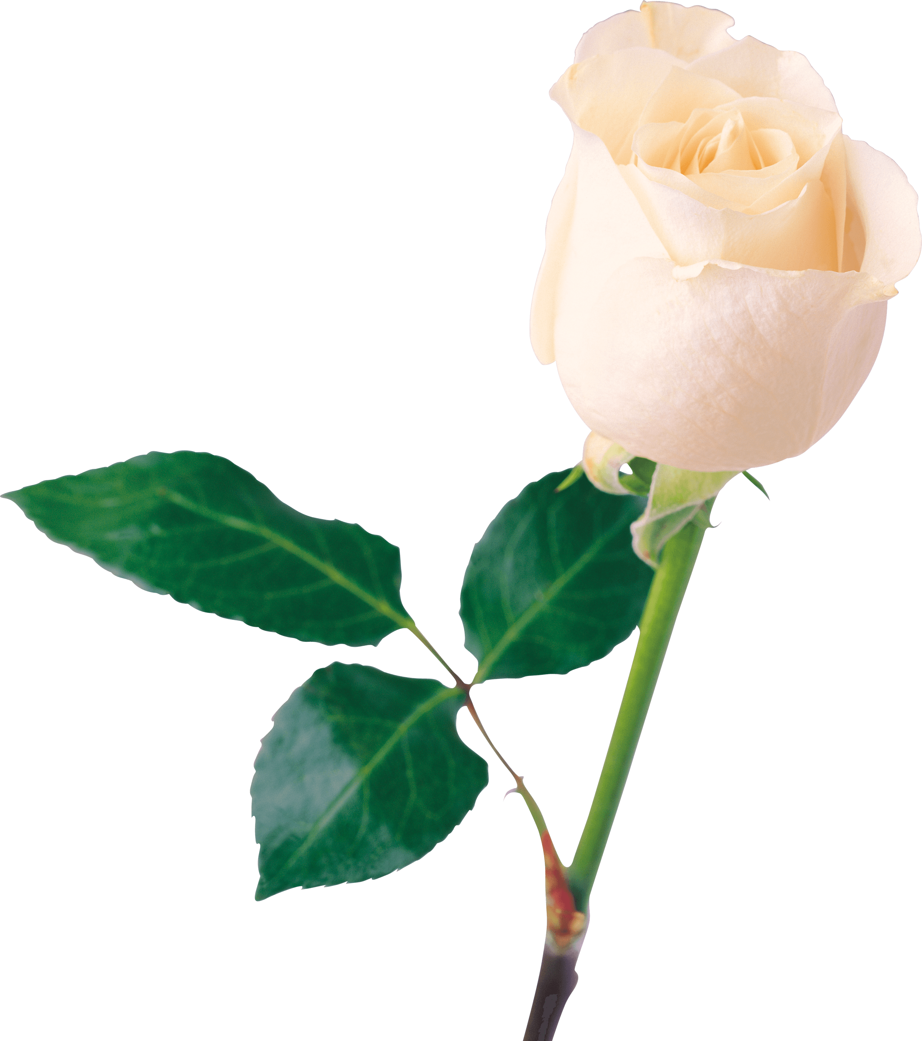 White Rose Png Image Flower White Rose Png Picture PNG Image