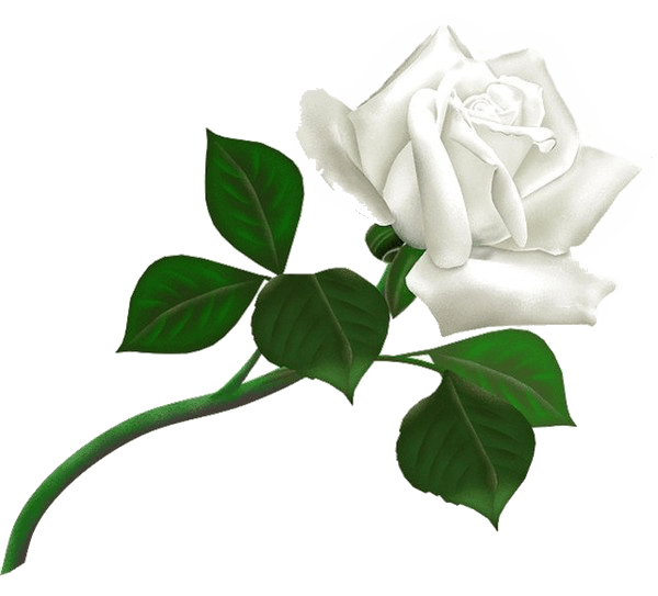 White Rose Png Image Flower White Rose Png Picture PNG Image