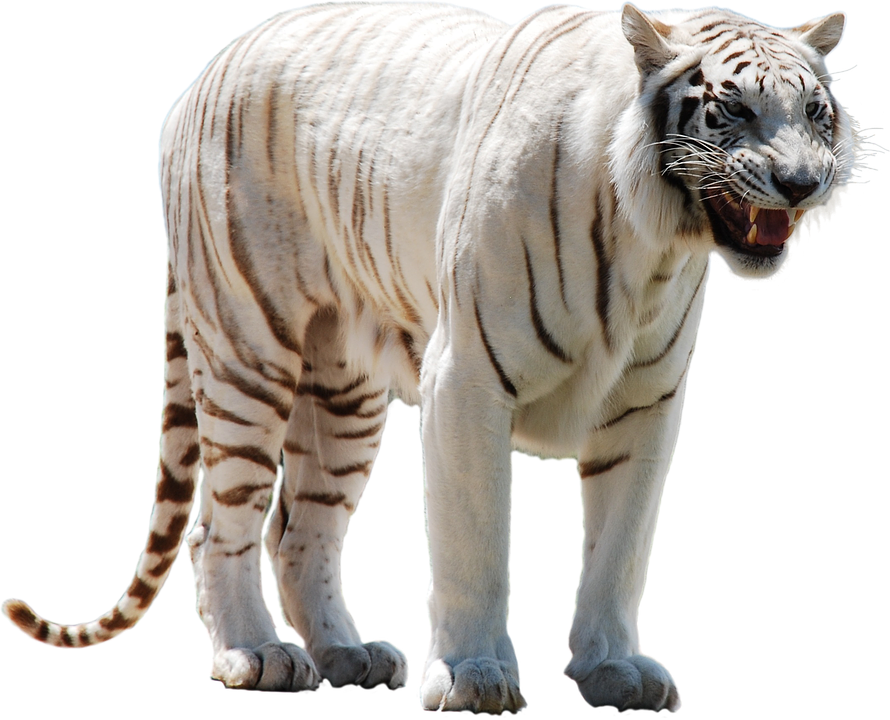 White Tiger Png Clipart PNG Image
