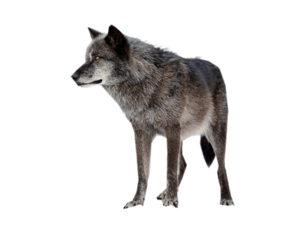 Wolf High-Quality Png PNG Image